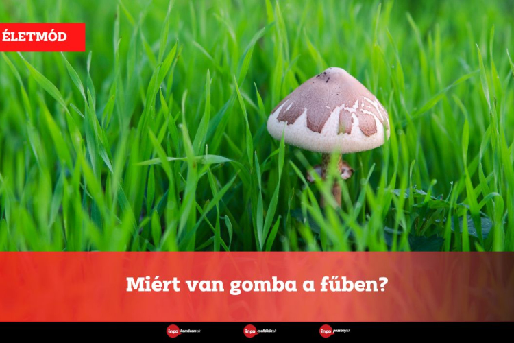 Miért van gomba a fűben?