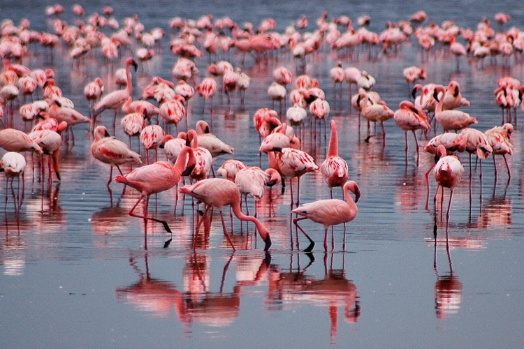 A legrózsaszínebb flamingók a legagresszívabbak is egyben