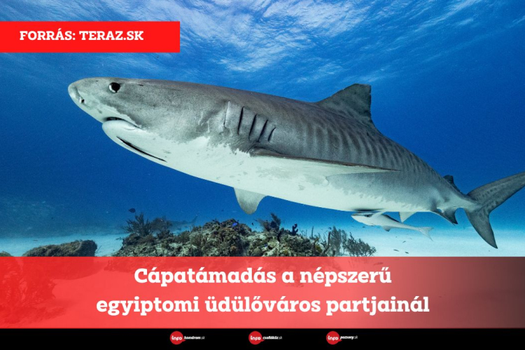 Cápatámadás a népszerű egyiptomi üdülőváros partjainál