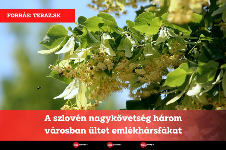 A szlovén nagykövetség három városban ültet emlékhársfákat