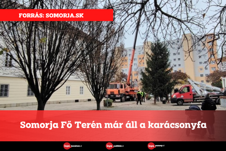 Somorja Fő Terén már áll a karácsonyfa