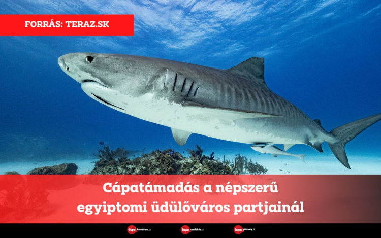 Cápatámadás a népszerű egyiptomi üdülőváros partjainál