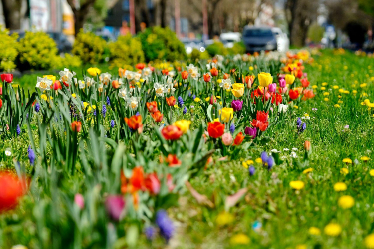 Pozsony: Az Óvárosban 29.000 tulipánt és nárciszt ültettek ki 